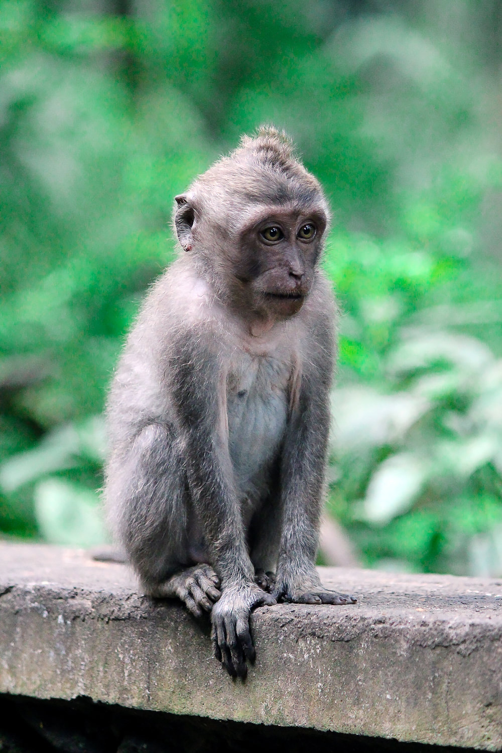 Grey-haired, long-tail, macaque. Sacred Monkey Forest Sanctuary, Ubud, Bali, Indonesia.