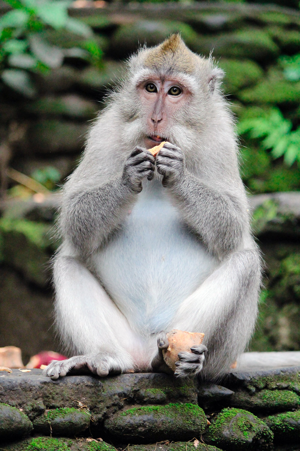 A baby Grey-haired, long-tail, macaque. Dinner time (Papaya) at the Sacred Monkey Forest Sanctuary, Ubud, Bali, Indonesia.