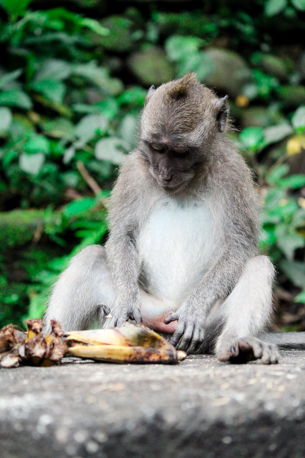 Grey-haired, long-tail, macaque. Dinner time (Bananas) at the Sacred Monkey Forest Sanctuary, Ubud, Bali, Indonesia.