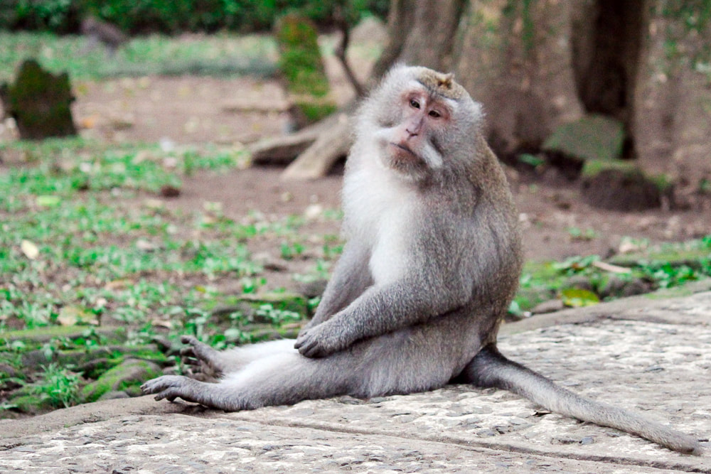 A macaque monkey sitting at the burial ground adjacent to Pura Prajapati (the Cremation Temple). Sacred Monkey Forest Sanctuary, Ubud, Bali, Indonesia.