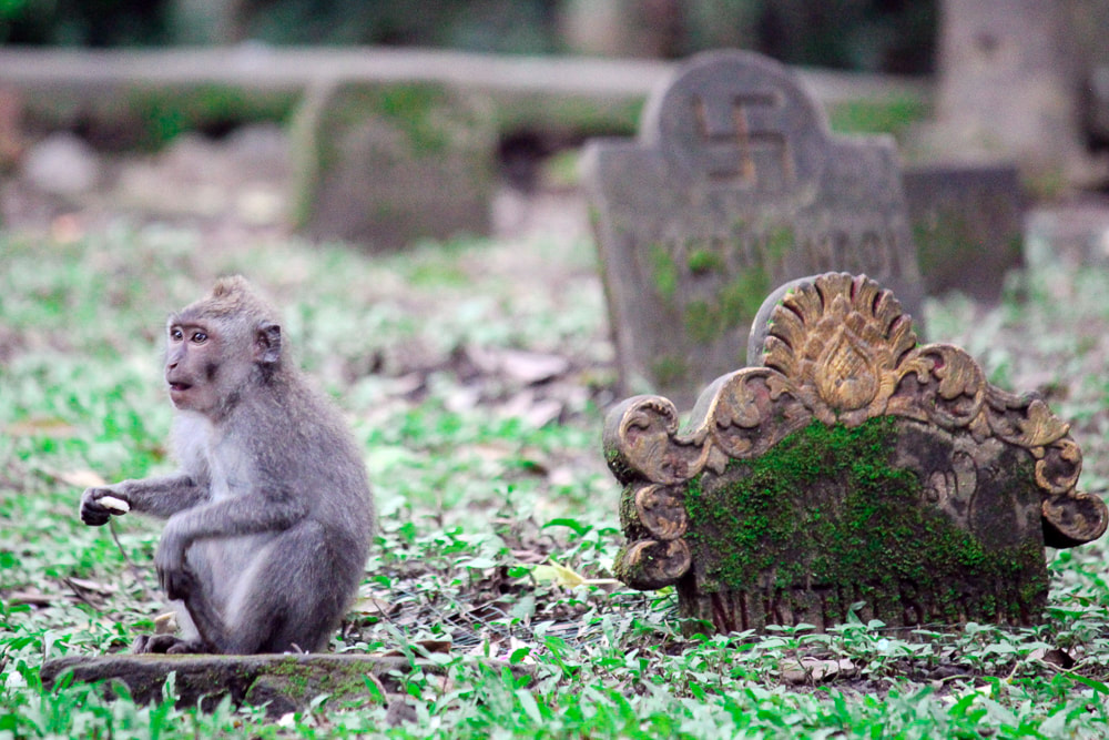 A macaque monkey sitting at the burial ground adjacent to Pura Prajapati (the Cremation Temple). Sacred Monkey Forest Sanctuary, Ubud, Bali, Indonesia.