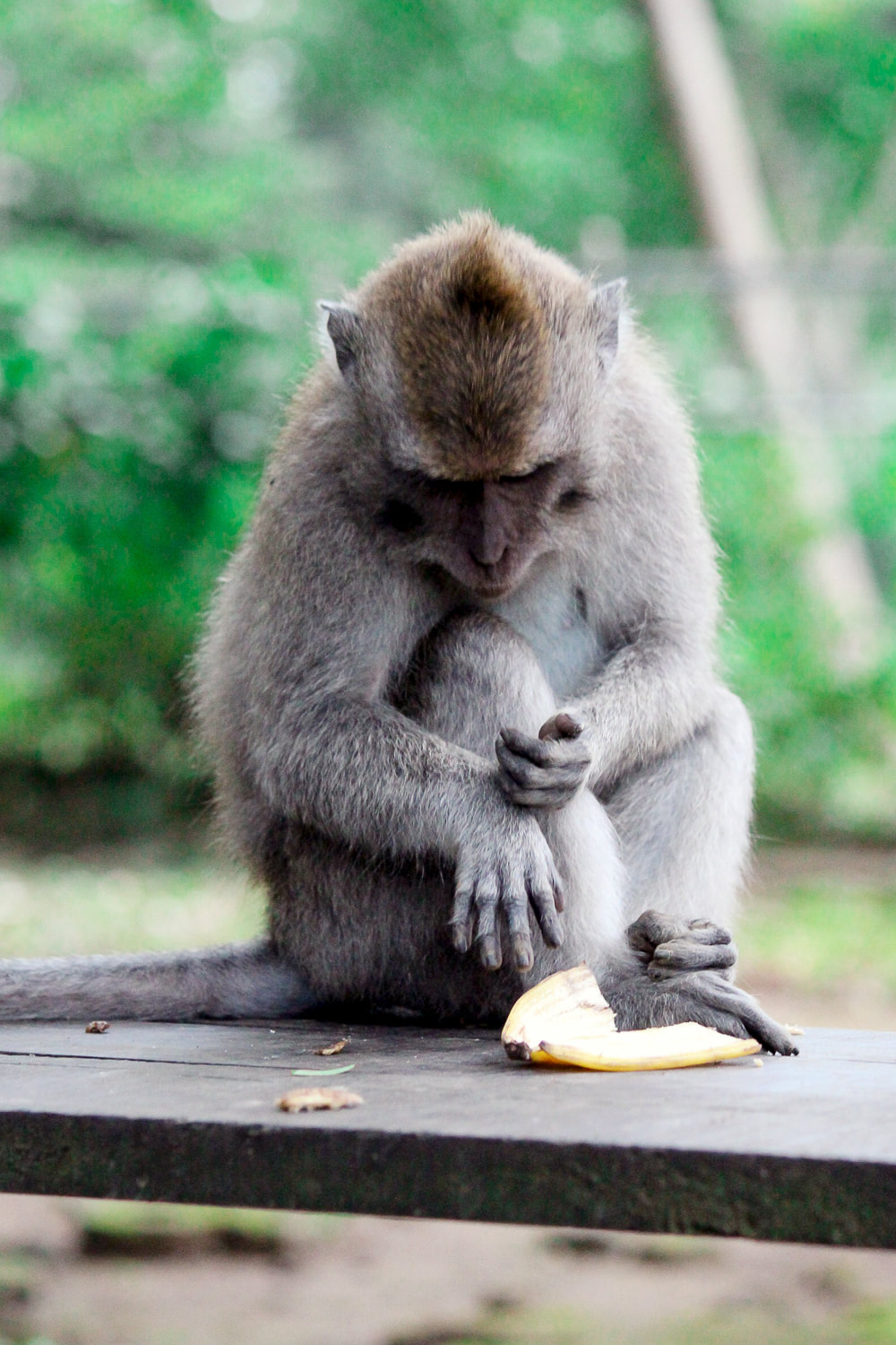 A baby Grey-haired, long-tail, macaque. Dinner time (Bananas) at the Sacred Monkey Forest Sanctuary, Ubud, Bali, Indonesia.
