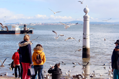 People watching the birds/ seagulls fly by the water of the Tagus River, Cais das Colunas, Praca do Comercio, Lisbon, Portugal.