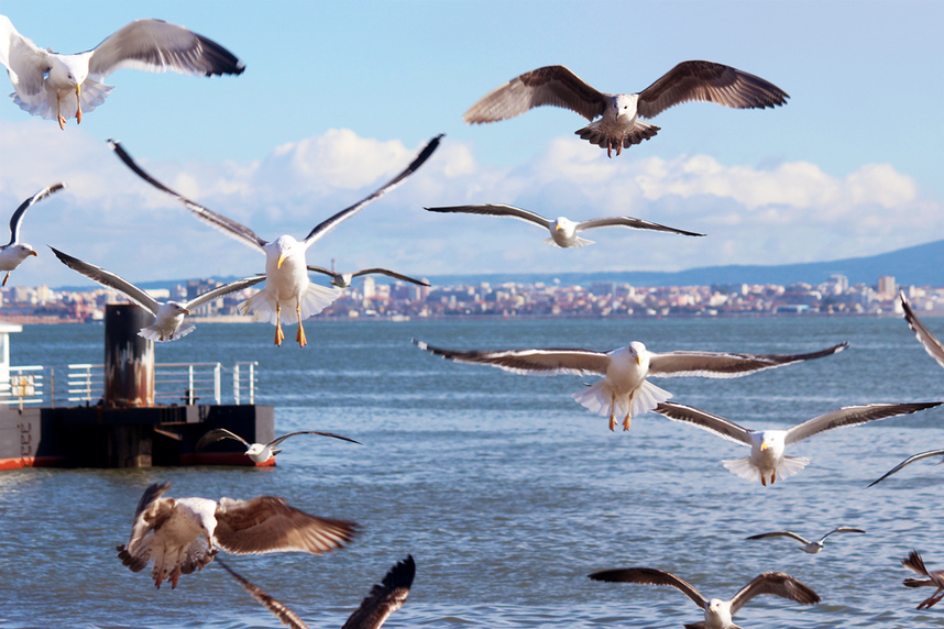 A pack of seagulls/ birds flying by the water of the Tagus River, Cais das Colunas, Praca do Comercio, Lisbon, Portugal.