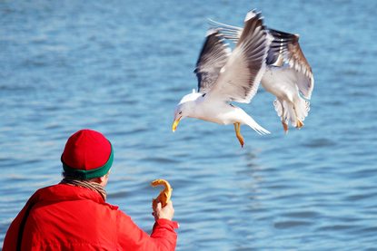 A man feeds a seagull/ bird by the water of the Tagus River, Cais das Colunas, Praca do Comercio, Lisbon, Portugal.