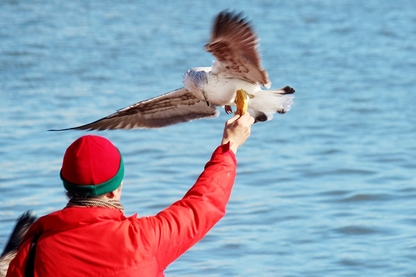 Seagull/ bird taking food from a man at Cais das Colunas, Praca do Comercio, Lisbon, Portugal.