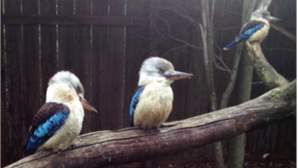 Phillip Island Wildlife Park, kookaburras.