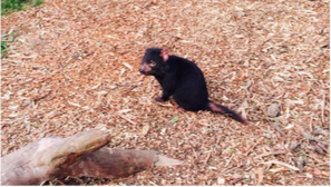 Phillip Island Wildlife Park, Tasmanian devil.