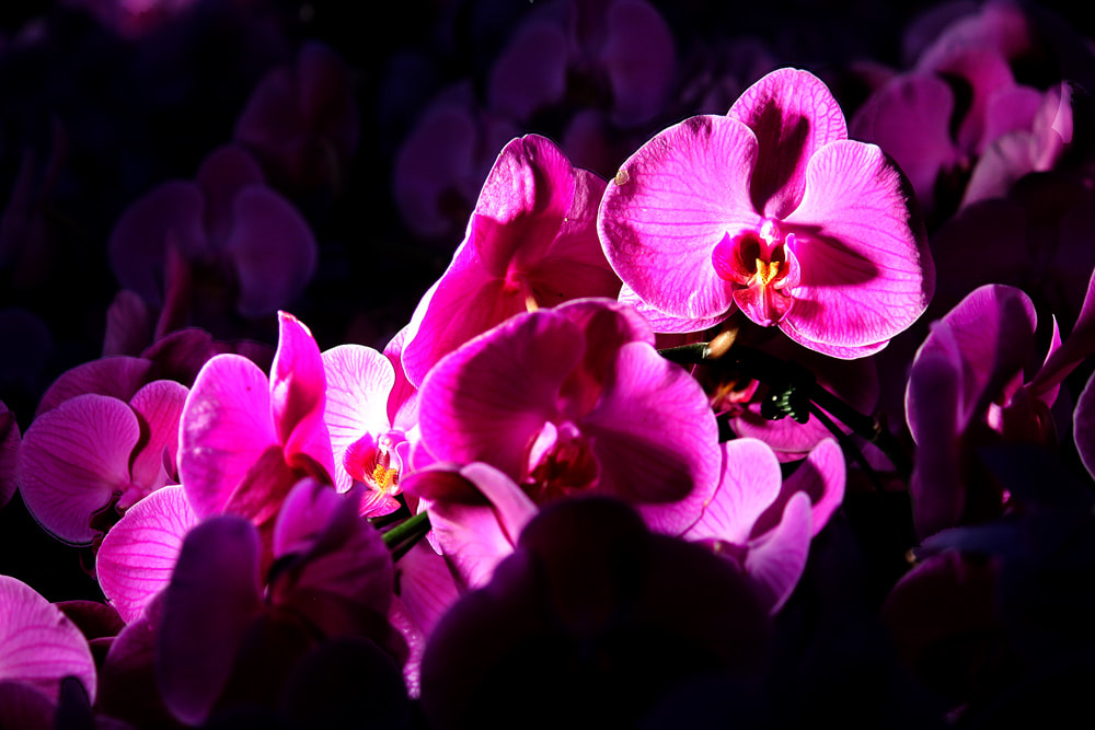 Pink Phalaenopsis Orchids also known as Moth Orchids in the Flower Dome at Gardens by the Bay, Singapore.
