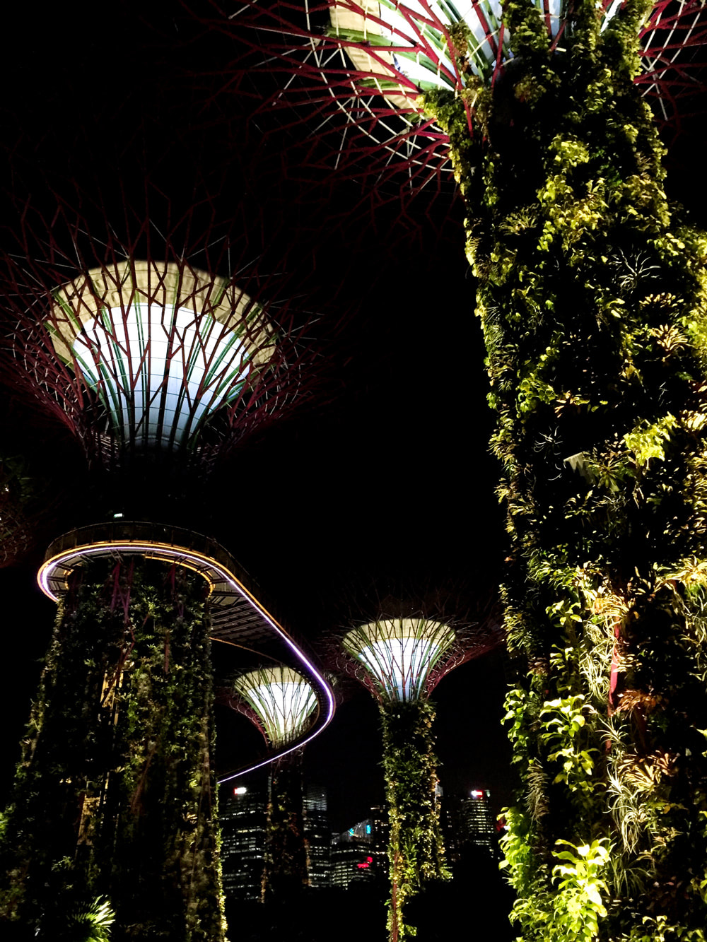 Supertree Grove, Singapore City skyline and the OCBC Skyway at night - Gardens by the Bay, Singapore.