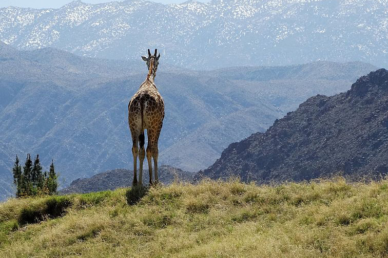 Star-Studded Reasons to Visit Palm Springs: A giraffe at the Living Desert.