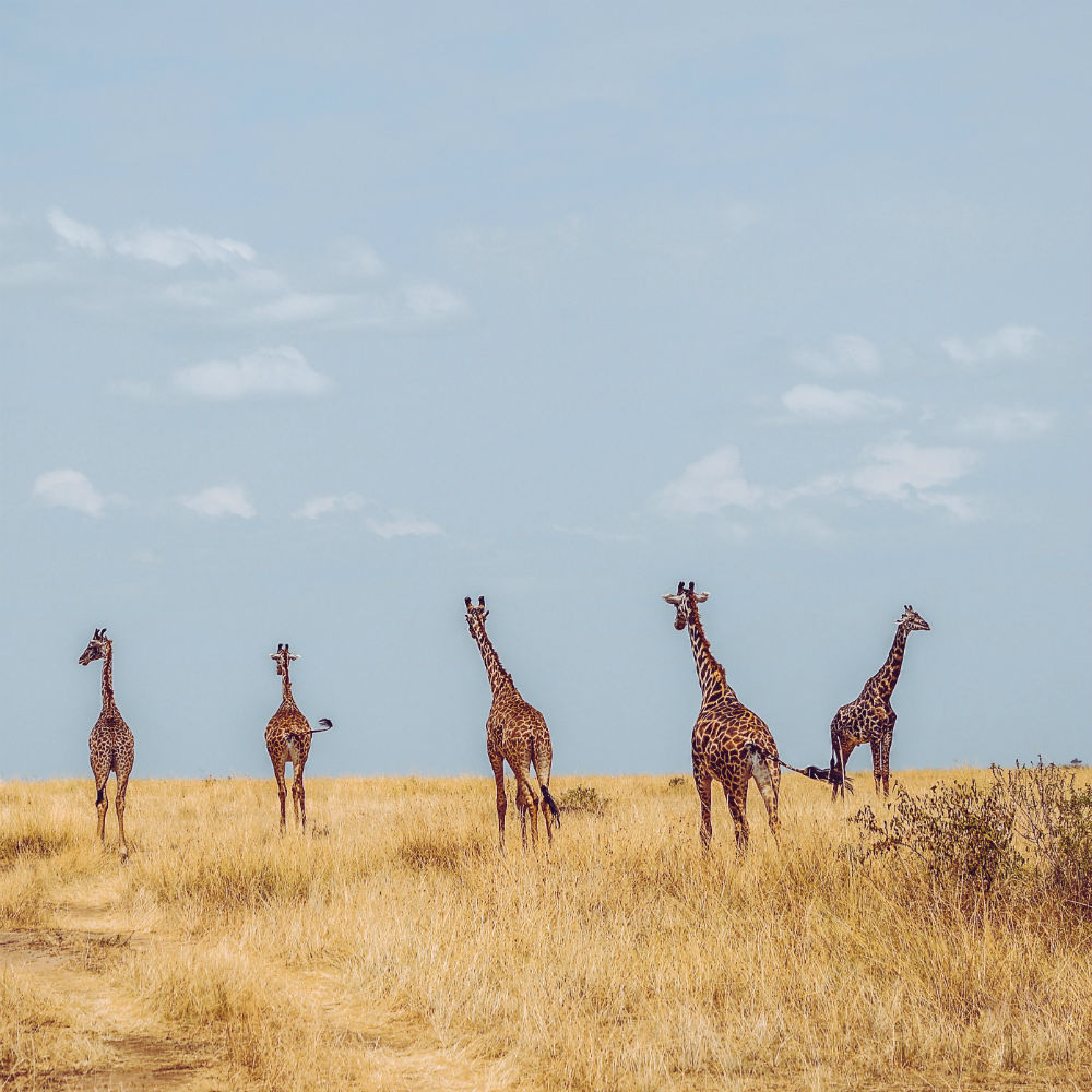Wildlife Excursions Worthy Of Your Bucket List. Giraffes.
