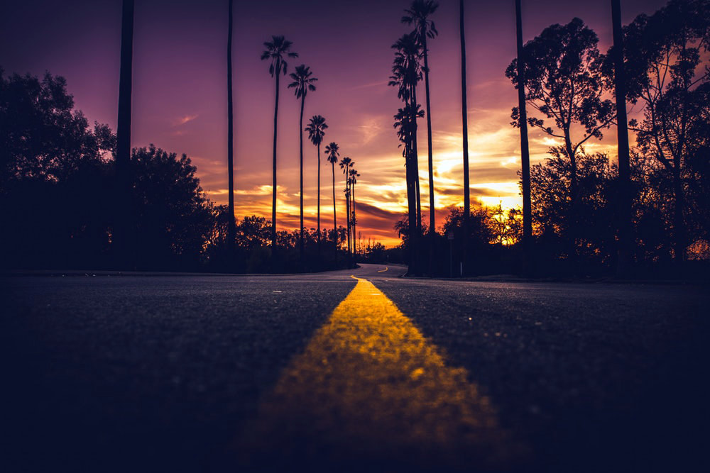 Helpful Road Tripping Tips For Newbies - (Image: Palm Trees lining road).