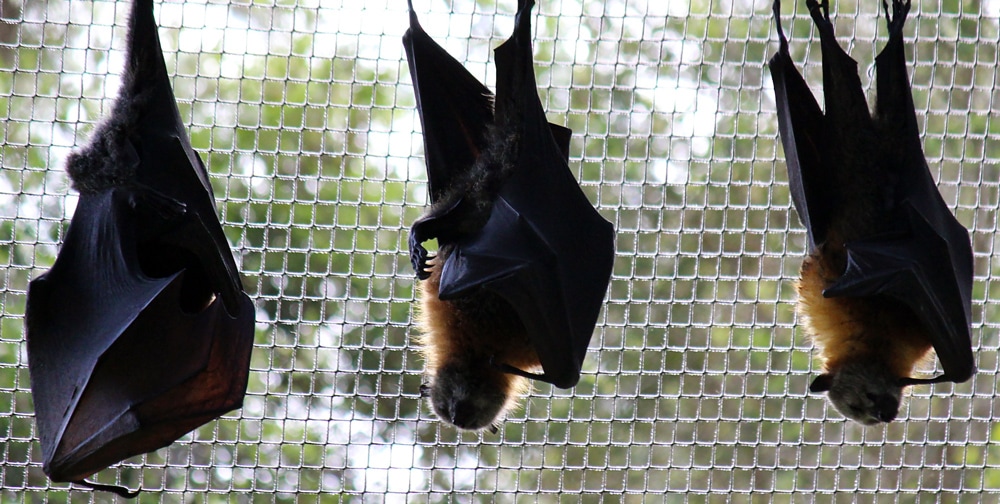 Australian wildlife: 3 flying foxes/ fruit bats hanging upside down, sleeping at Healesville Sanctuary.