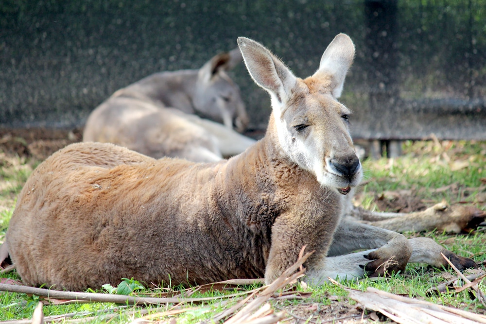 Australian wildlife: Kangaroo laying in the grass on a hot day at Healesville Sanctuary.