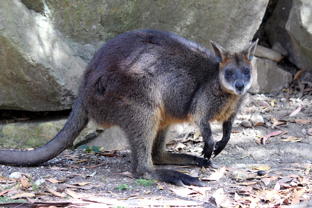 Australian wildlife: A Rock Wallaby and rocks at Healesville Sanctuary.