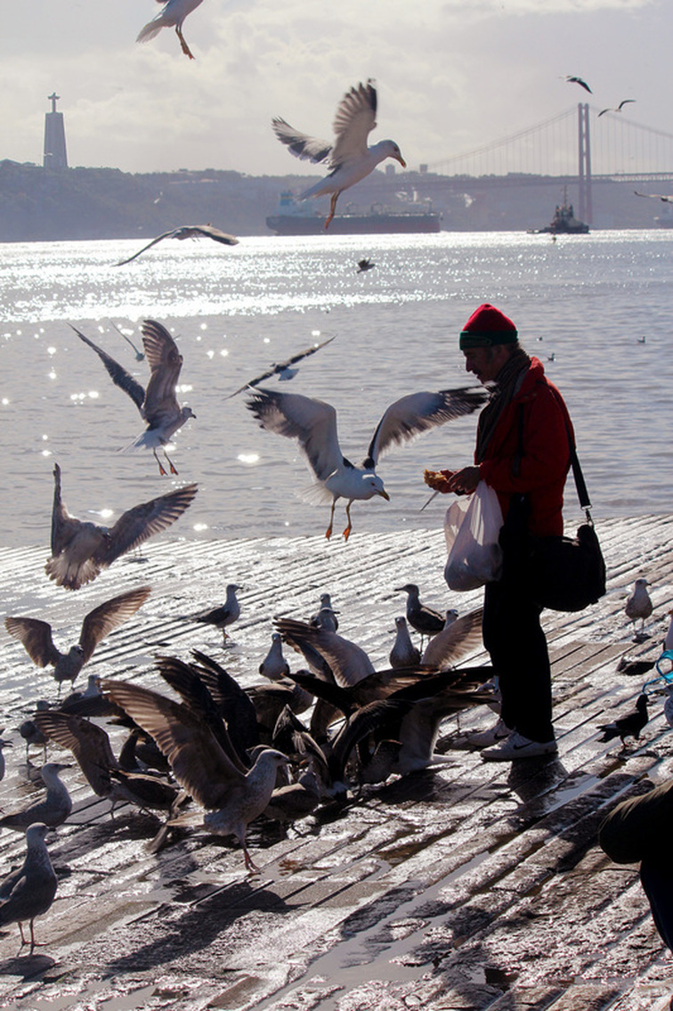 A local feels the seagulls by the Cais das Colunas - Praça do Comércio - Pombaline-Baixa, Lisbon - Portugal.