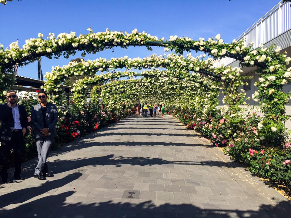 The beautiful rose archway at the entrance. - Kennedy Oaks Day 2017. Flemington Racecourse.