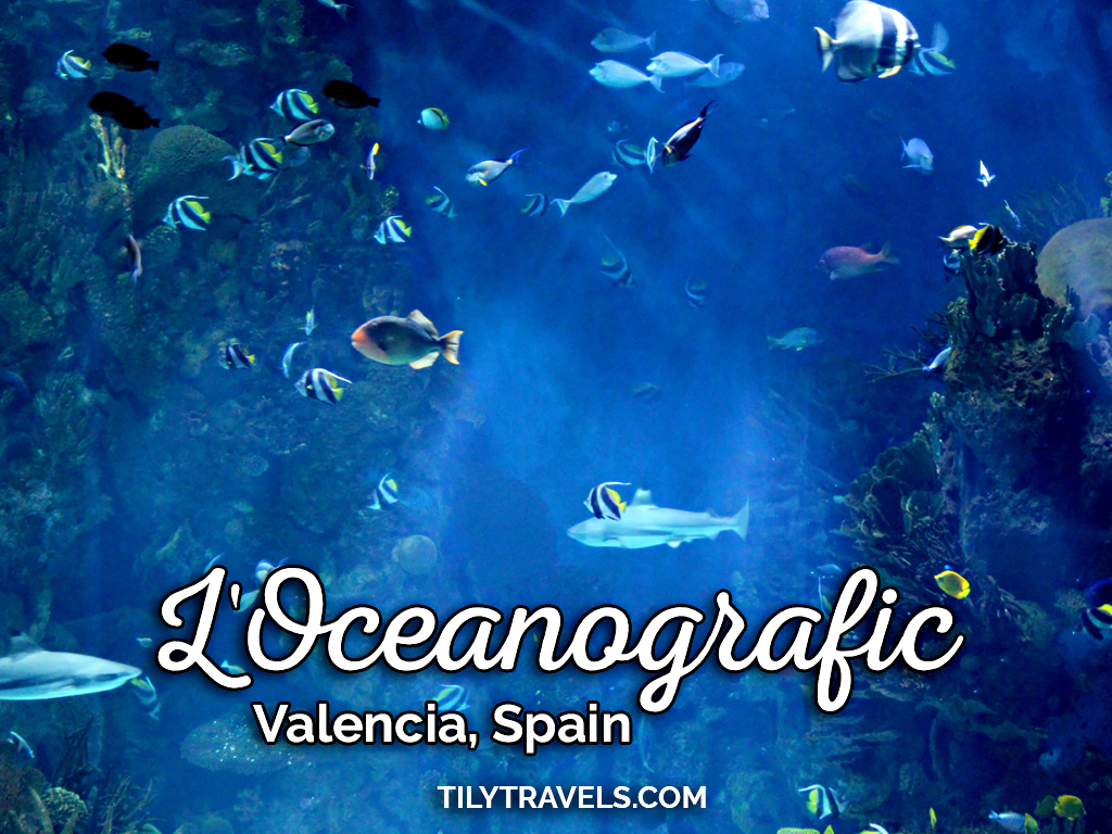 L'Oceanografic, Valencia, Spain - Sharks and Fish in the Aquarium.