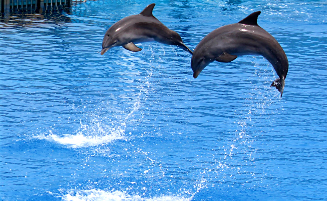 2 dolphins performing in the dolphin show at L'Oceanografic, Valencia, Spain.