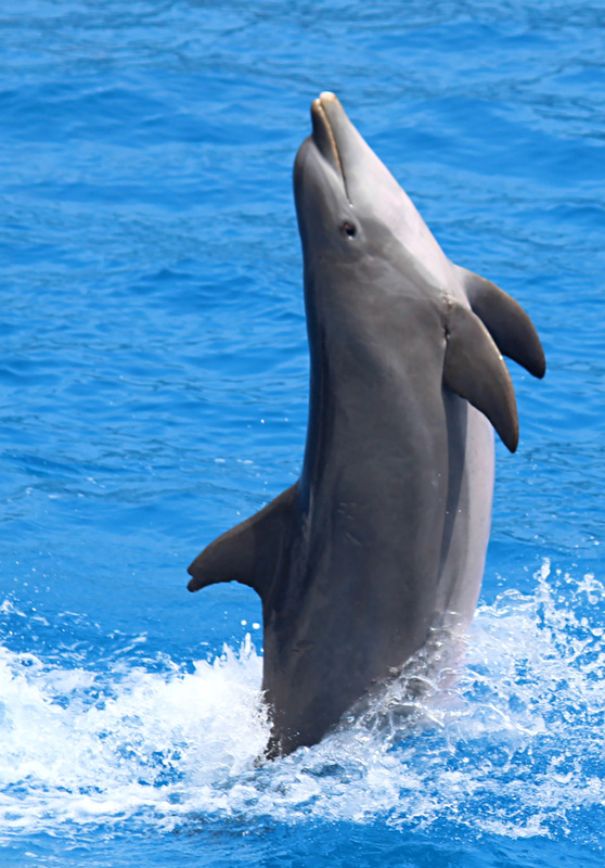 Dolphin during the dolphin show - Oceanographic, Valencia, Spain
