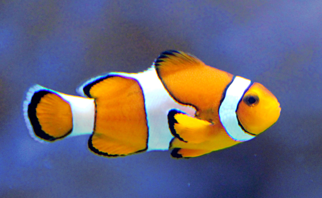 Nemo/ clown fish swimming in the L'Oceanografic aquarium, Valencia, Spain.
