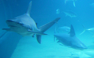 Sharks and fish swimming in the L'Oceanografic aquarium, Valencia, Spain.