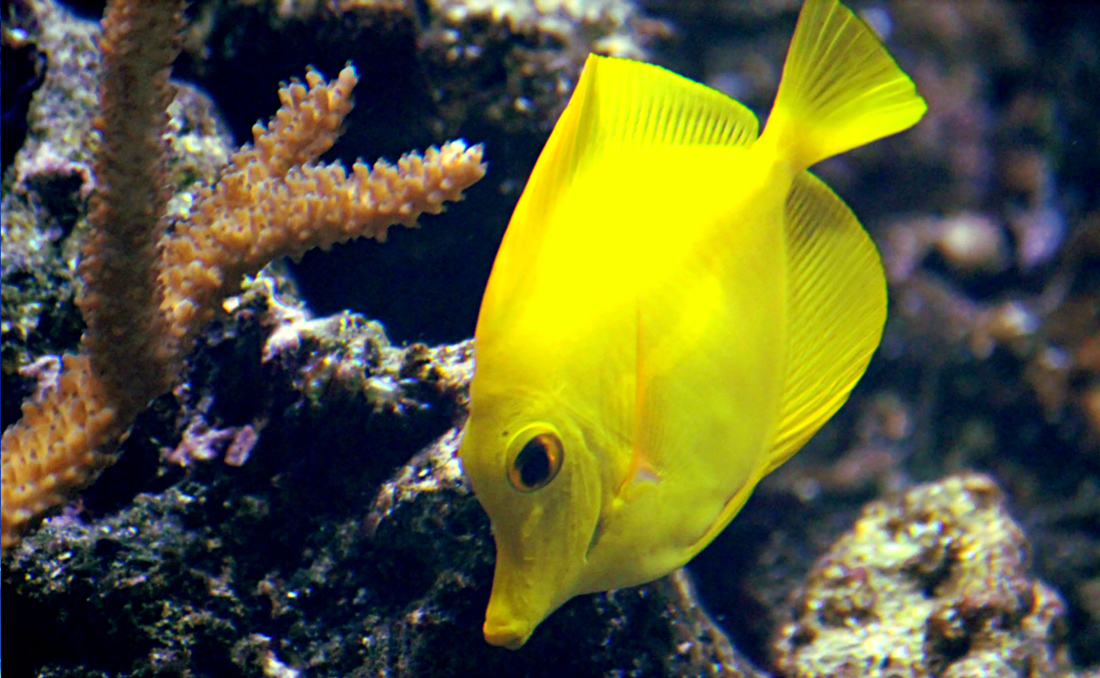 A yellow tropical fish swimming in the L'Oceanografic aquarium, Valencia, Spain.