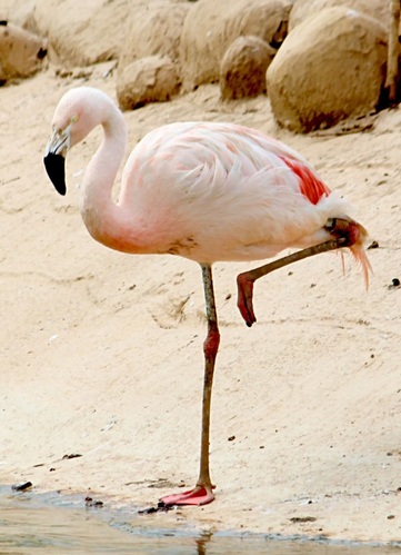 Flamingo - L'Oceanografic, Valencia, Spain.
