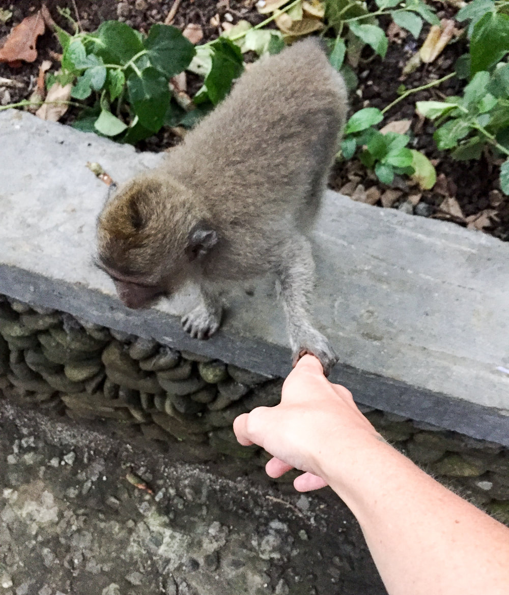 Holding hands with a baby Grey-haired, long-tail, macaque. Sacred Monkey Forest Sanctuary, Ubud, Bali, Indonesia.