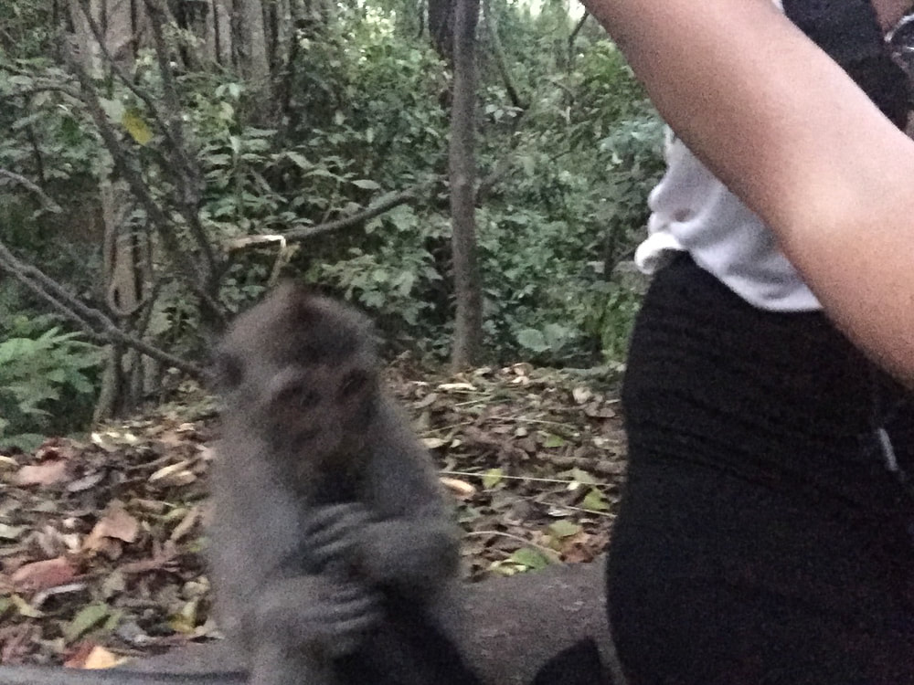A young Grey-haired, long-tail, macaque, successfully undoing my skirt and trying to run off with it. Sacred Monkey Forest Sanctuary, Ubud, Bali, Indonesia.