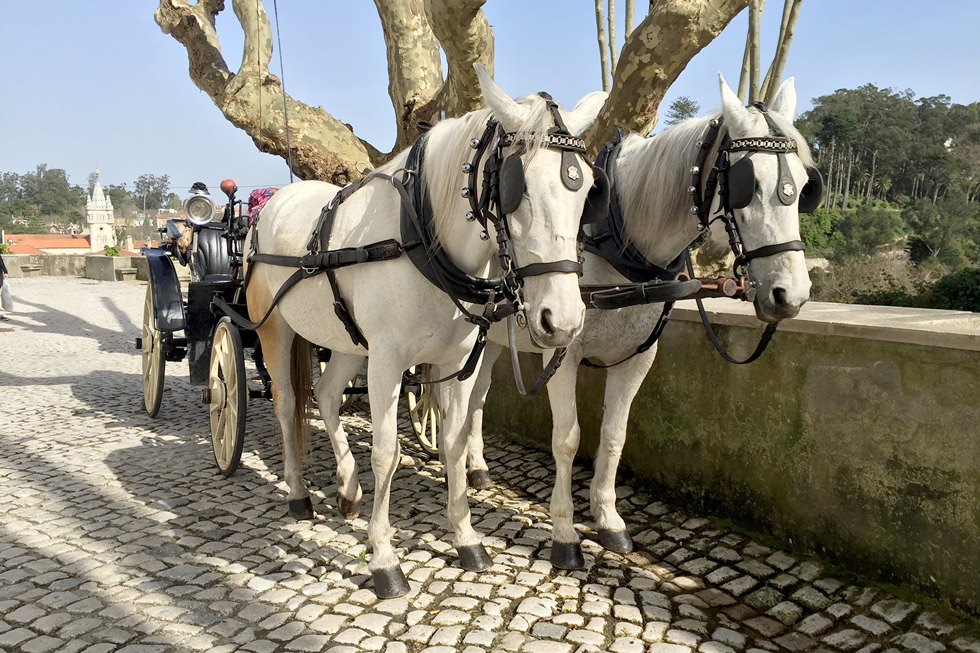 Horse-drawn carriages at the National Palace of Sintra. (Palácio Nacional de Sintra). - The Fairytale Historic Centre of Sintra, Portugal - www.tilytravels.com
