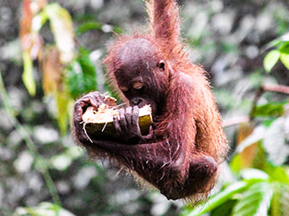 Animal Encounters: The Sepilok Orangutan Rehabilitation Centre. Sabah, Malaysia.