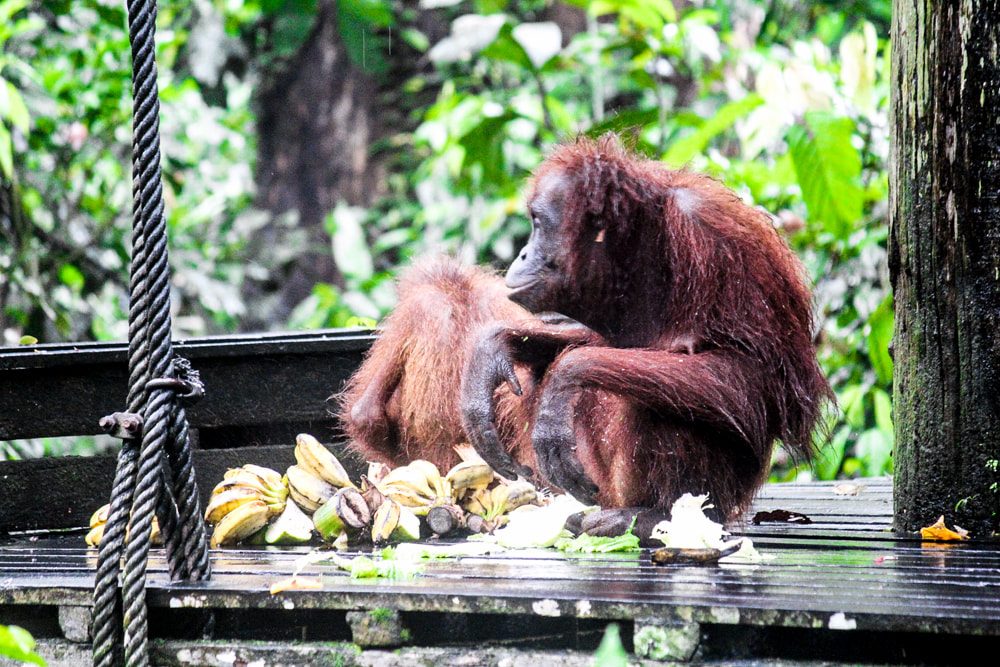 Borneo: The Sepilok Orangutan Rehabilitation Centre. Sabah, Malaysian Borneo - The feeding platform and buddy system.