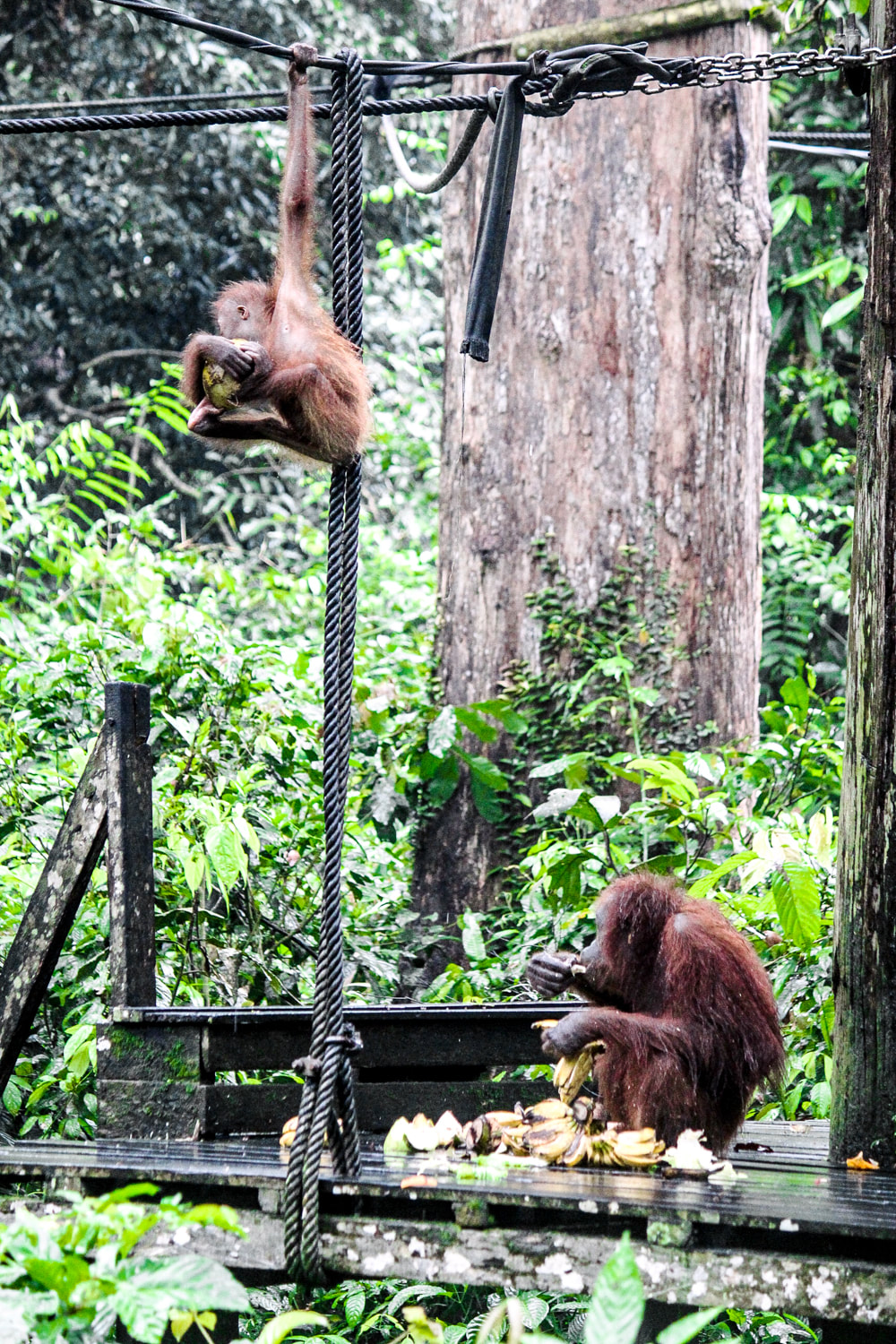 Borneo: The Sepilok Orangutan Rehabilitation Centre. Sabah, Malaysian Borneo - The feeding platform and buddy system.