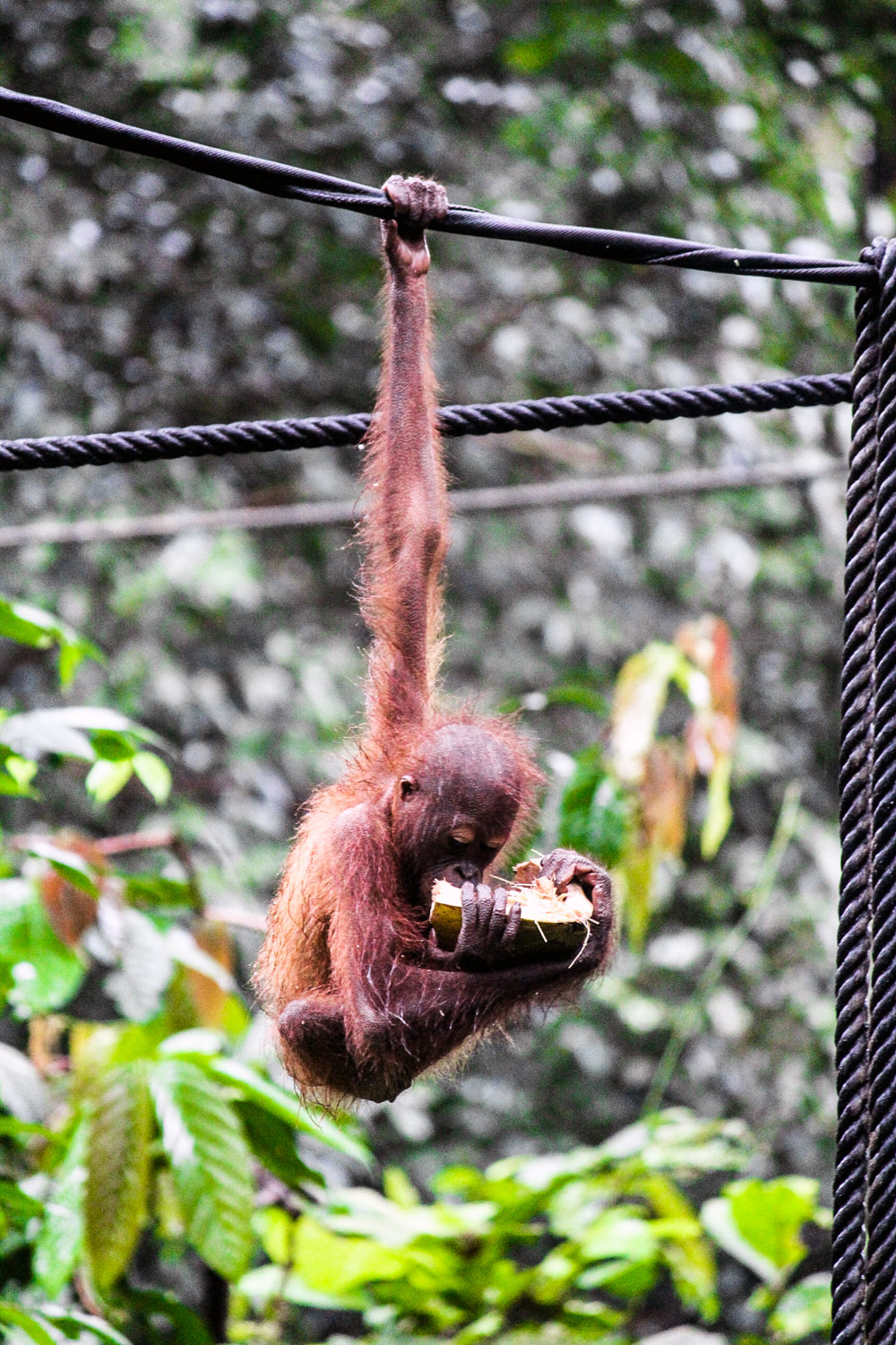 Borneo: The Sepilok Orangutan Rehabilitation Centre. Sabah, Malaysian Borneo - Baby orangutan at the feeding platform.