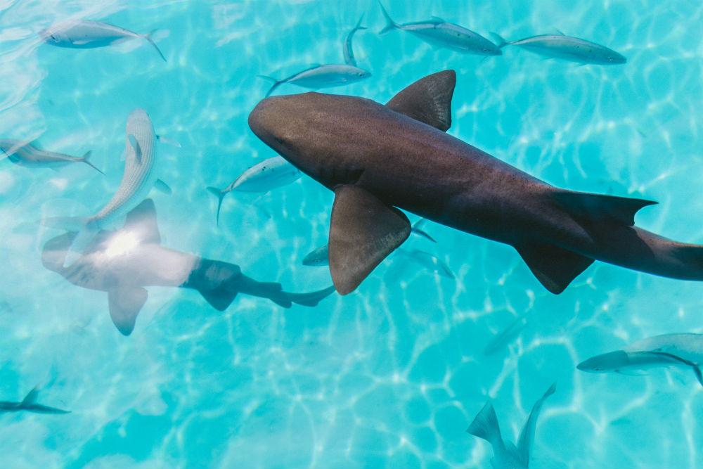 Wildlife Excursions Worthy Of Your Bucket List. Sharks.