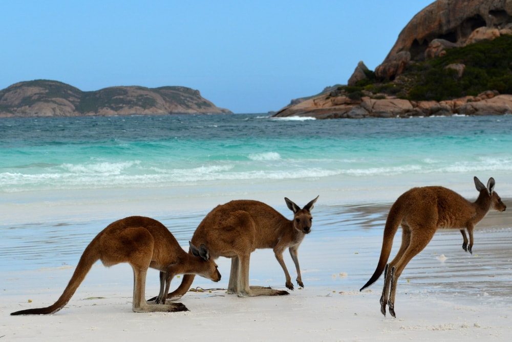 Some of the Best Travel Experiences You Can Have in Australia - Kangaroos on the beach.