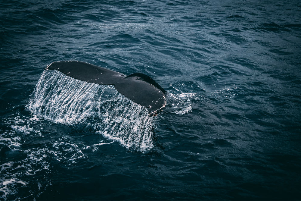 Wildlife Excursions Worthy Of Your Bucket List. Whales.